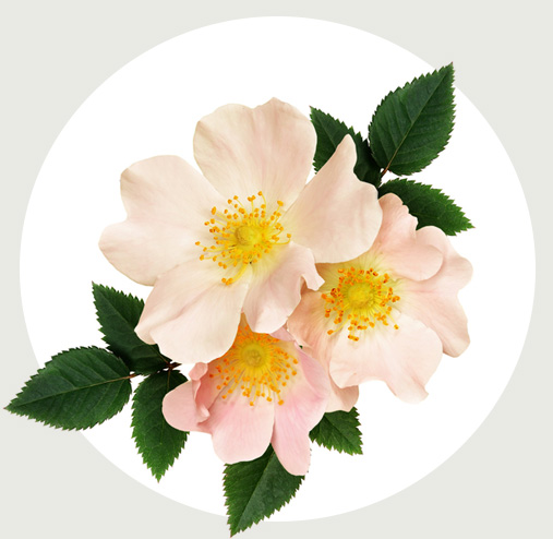 カニナバラ果実エキス