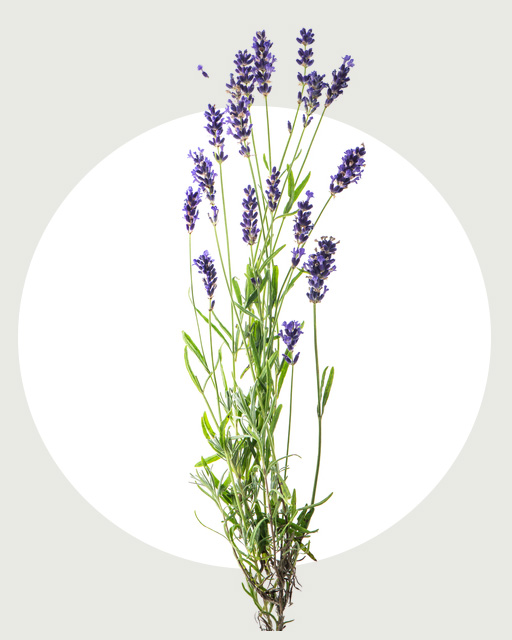 ラベンダー花エキス