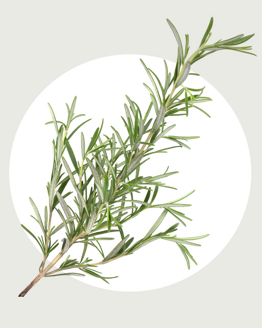 ローズマリー葉エキス