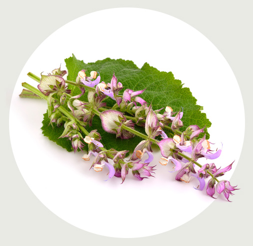 セージ葉エキス