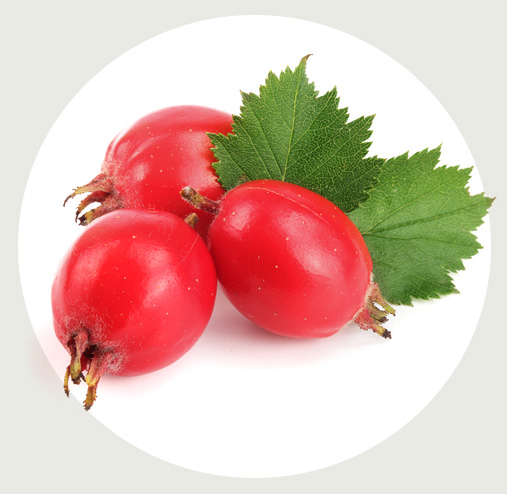 セイヨウサンザシ果実エキス