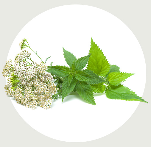 セイヨウノコギリソウエキス