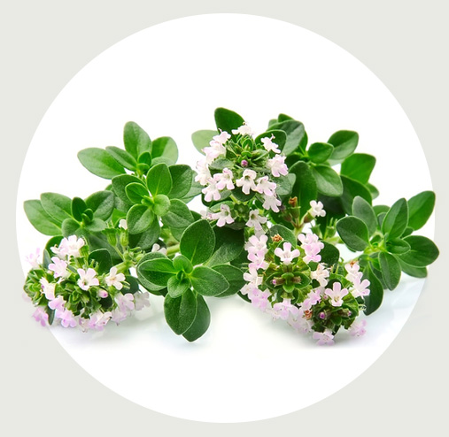 タチジャコウソウ花/葉エキス